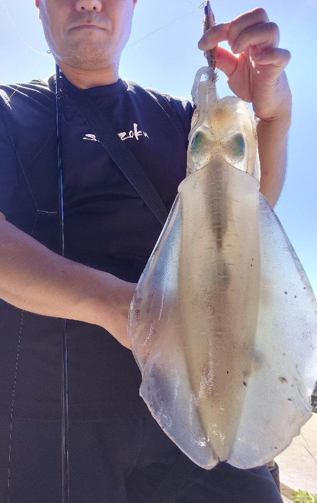 灼熱エギングIN対馬