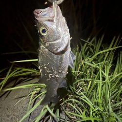 番匠川でヒラフッコ