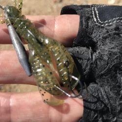 短時間釣行でマチヌゲット