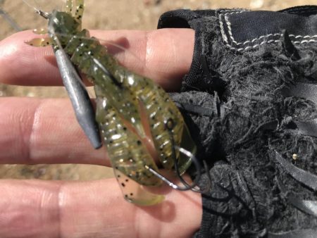 短時間釣行でマチヌゲット