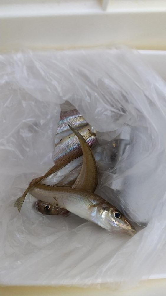 キス釣り&泳がせ釣り