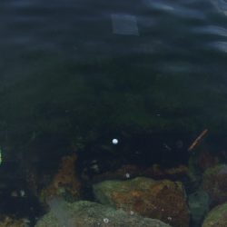 ようやく今年初タコ