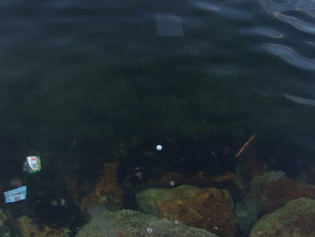 ようやく今年初タコ