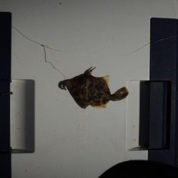 キス釣り　猛暑で苦戦