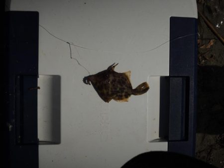 キス釣り　猛暑で苦戦