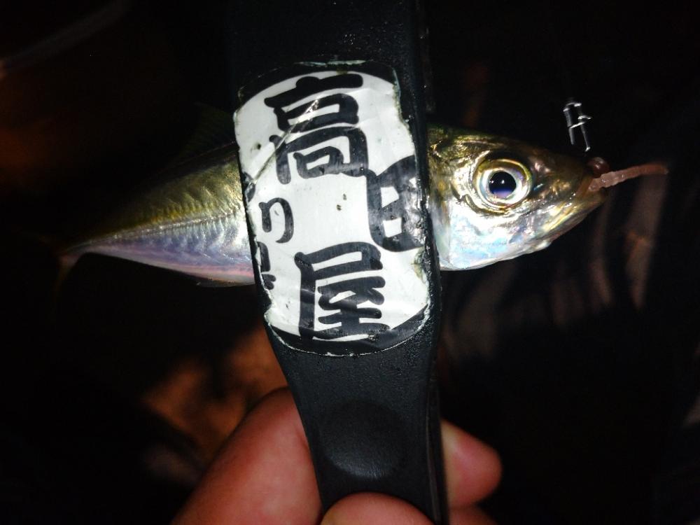 今夜はアジング修行