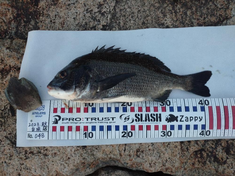 夕方チヌトップ