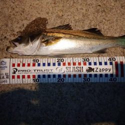 ケンサキイカとアオリイカの新子調査  まだまだ小さい!!