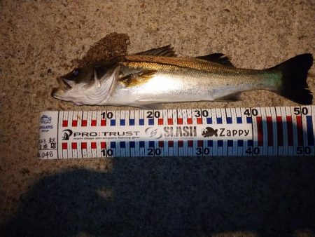 短時間ナイトシーバスわ