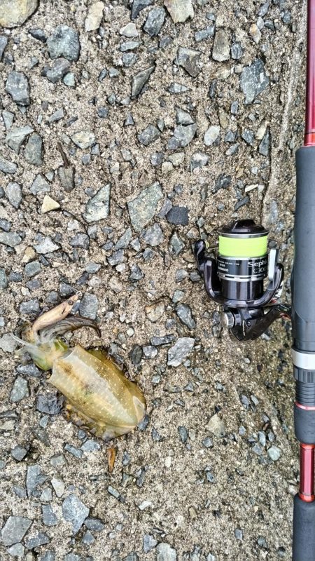 ケンサキイカとアオリイカの新子調査  まだ…