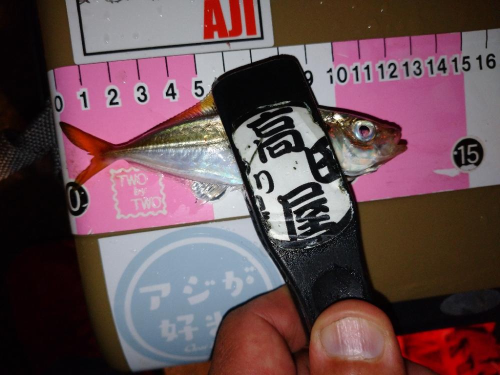 今夜も豆アジ修行