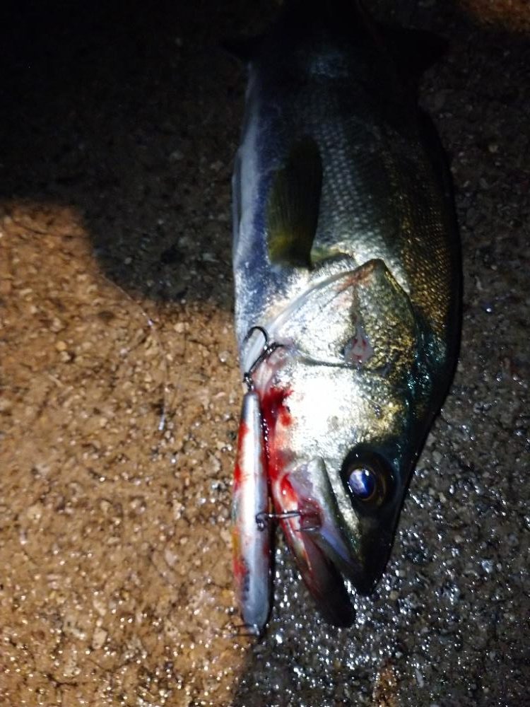 ナイトシーバス