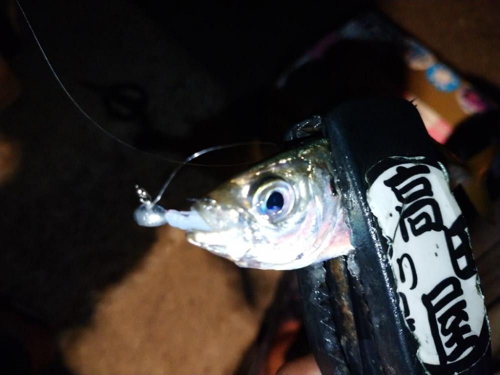 今夜も豆アジング