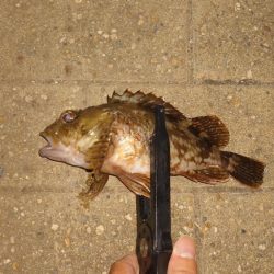 思ってたのと違いますやん！