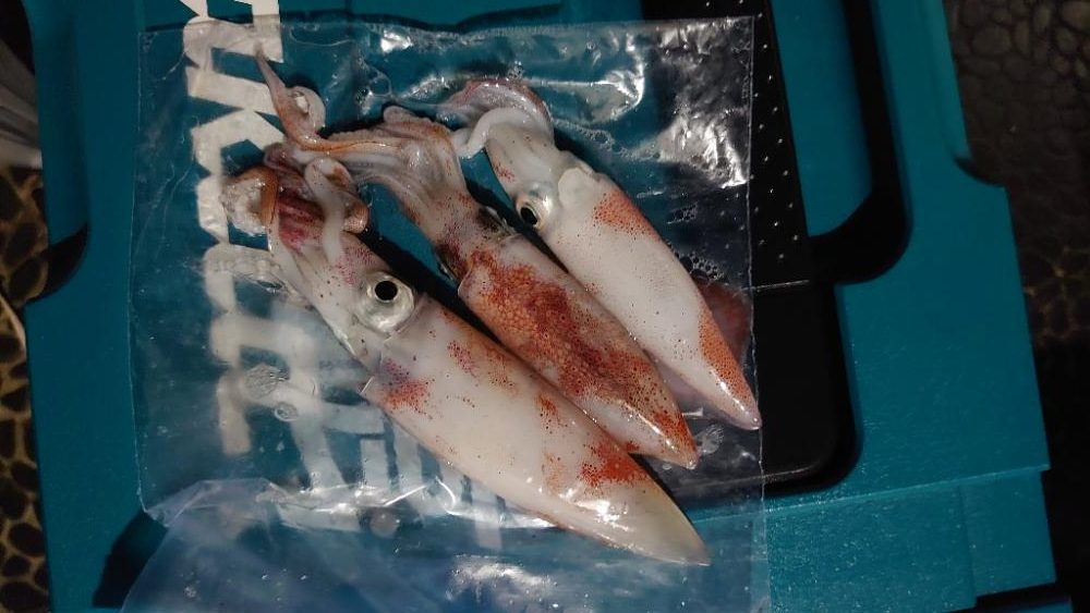 ライトエギング!?