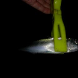 大阪市内でもちょくちょく釣れてる見たいなので