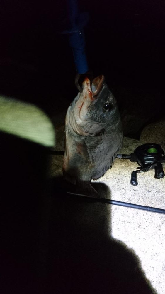 今日も安定釣果す