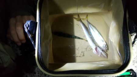 初魚種。魚か？