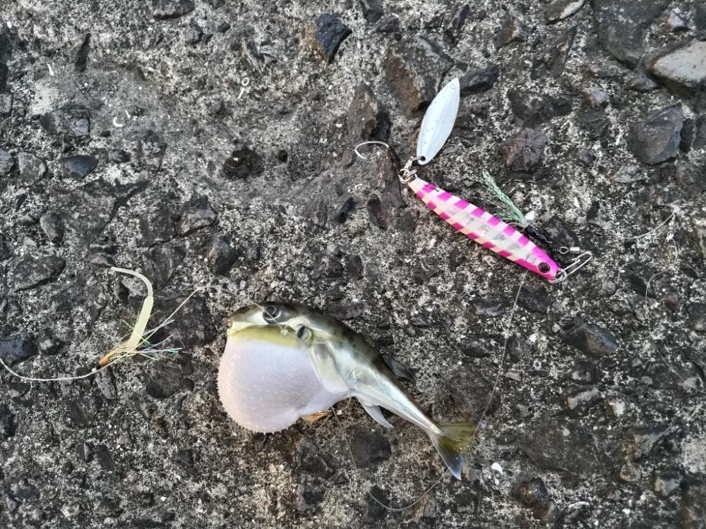 ネイゴ（カンパチ幼魚）釣れました!