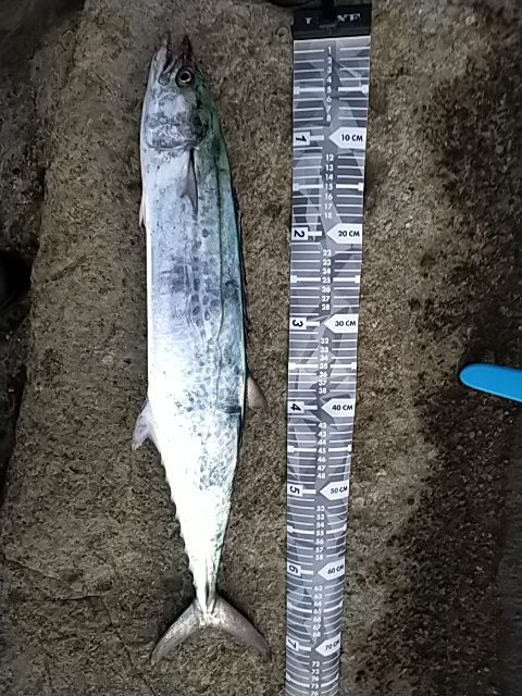 フォールでボトム付近