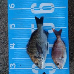 紀州釣り第5戦🥱