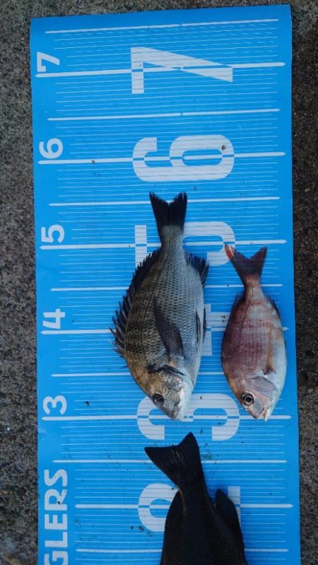 紀州釣り第5戦🥱