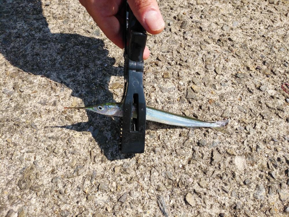 ファミリーフィッシング