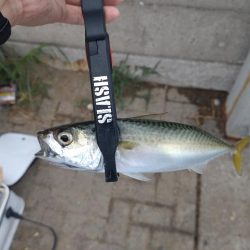 シーサイドコスモアジング