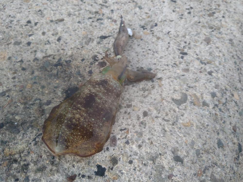 早朝カンパチゲーム（シオ）