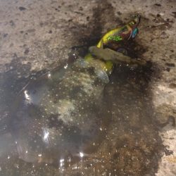 名所周辺の秋イカ