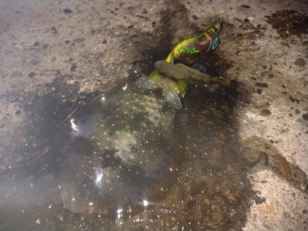 名所周辺の秋イカ