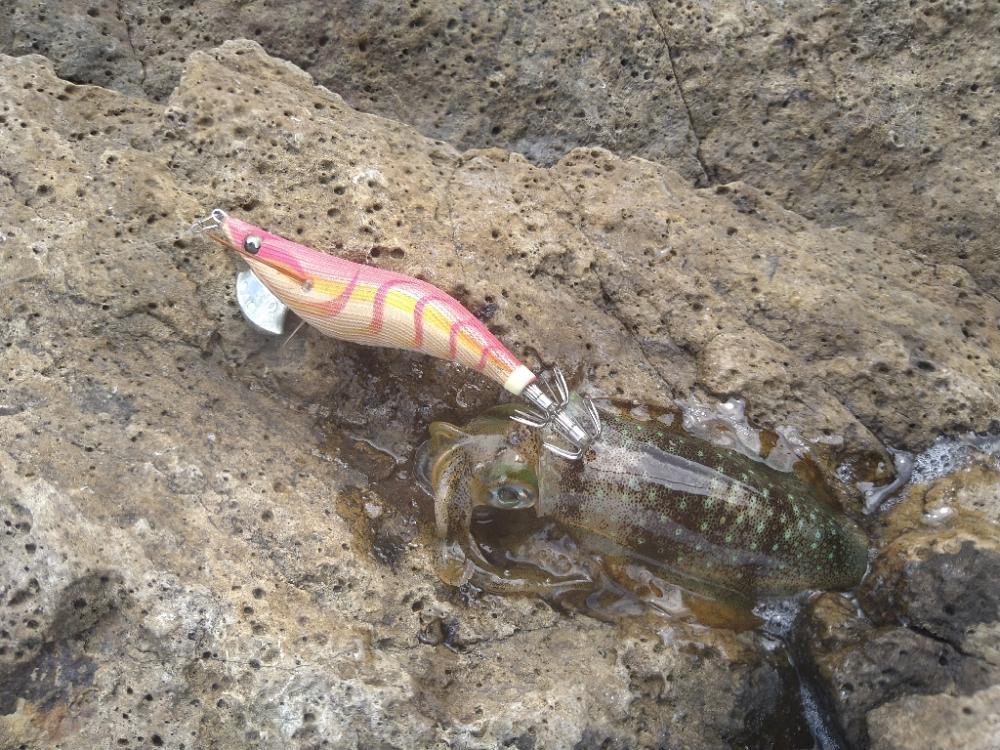 爆風の越前エギング