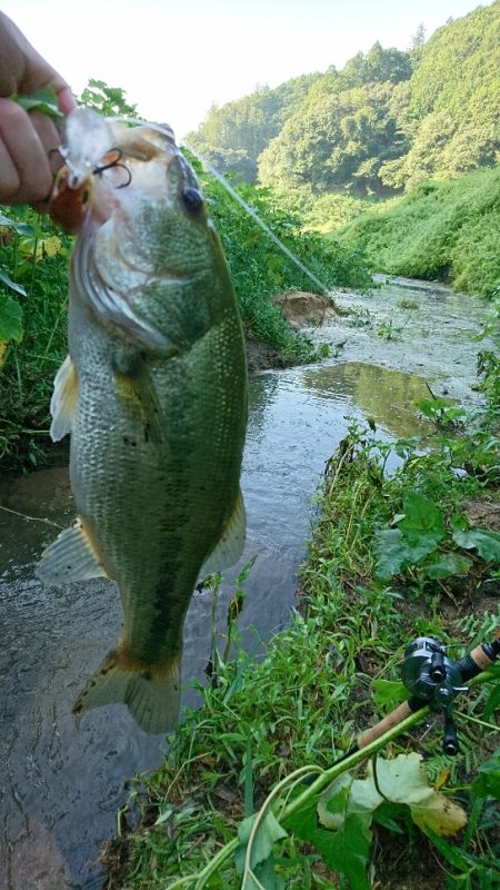 シャッドでデカバスゲット！