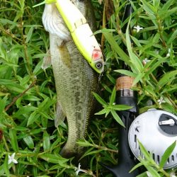 ローライトで高活性