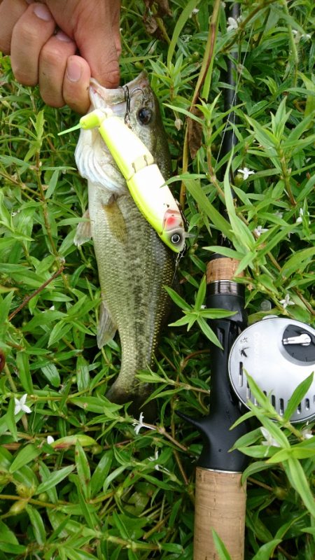 ローライトで高活性