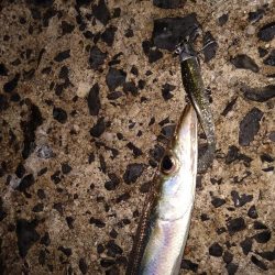 シーバスのはずが