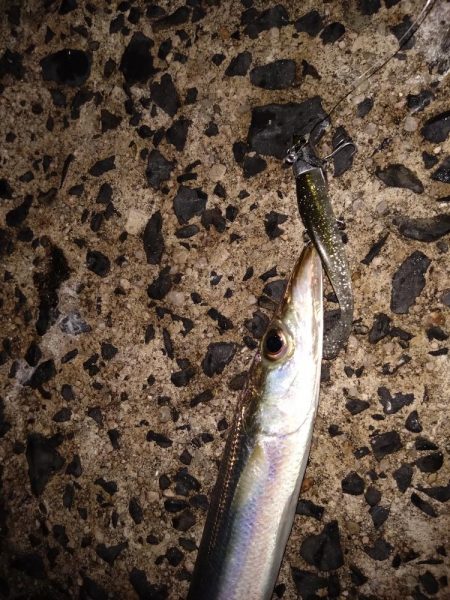 シーバスのはずが