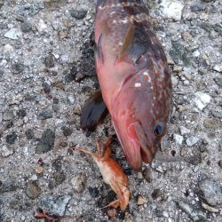 シーバスを求めて