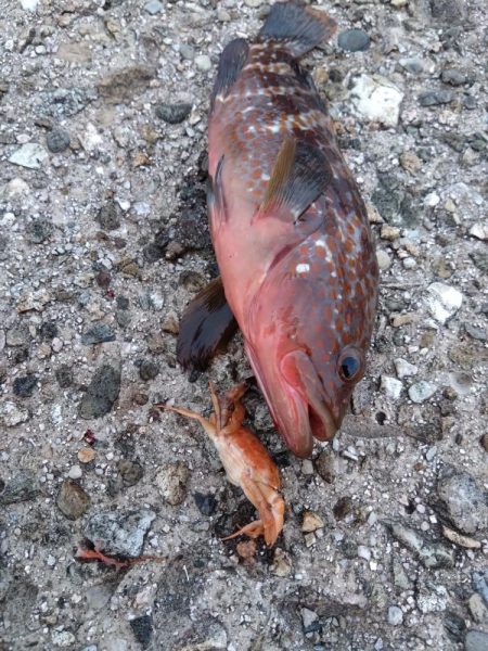 シーバスを求めて