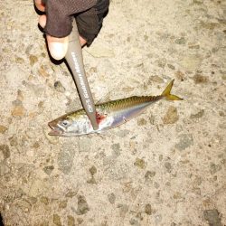 エギングからのLSJ