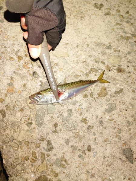 エギングからのLSJ