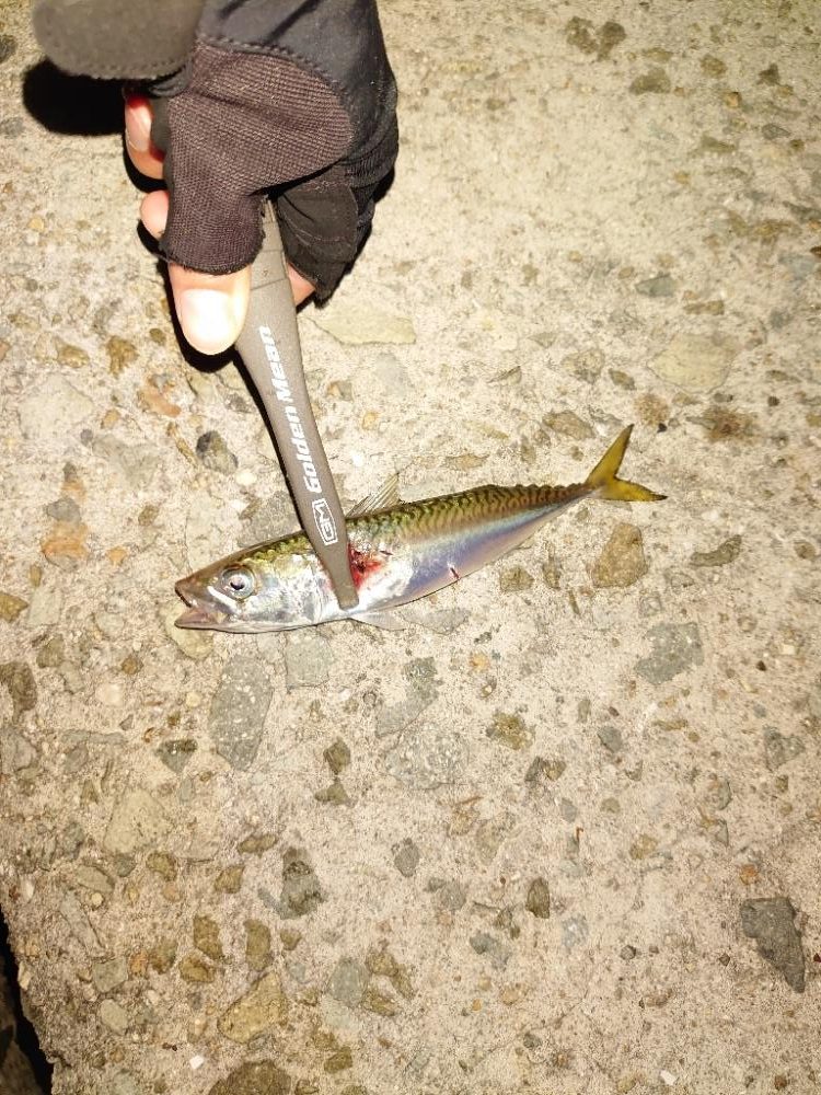 エギングからのLSJ