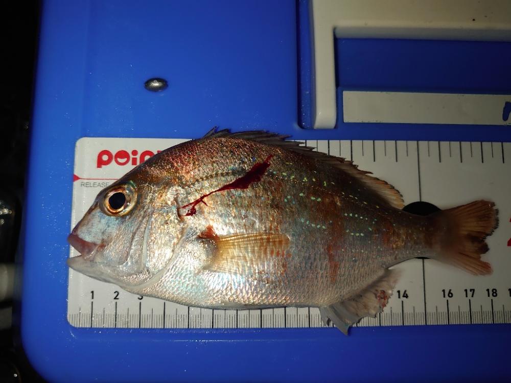 エビ撒き釣りリベンジ…失敗