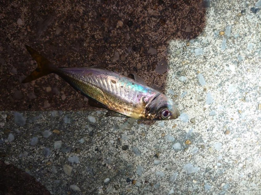 「マダイ狙い」リベンジのリベンジ🎣