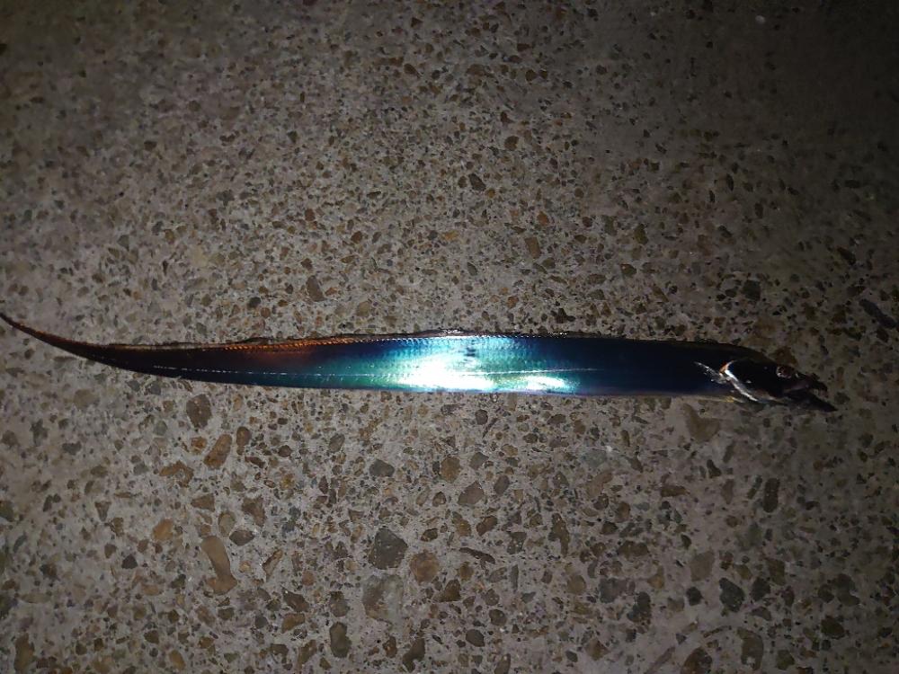 タチウオ開幕！？