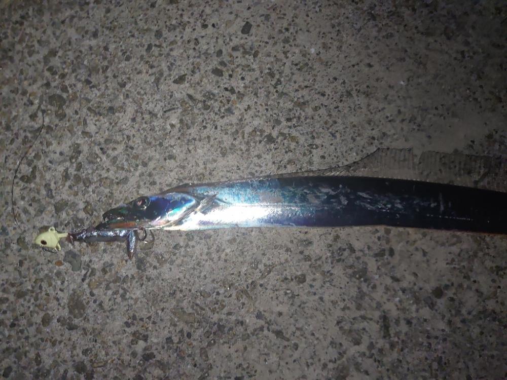 太刀魚ホーム調査🎣