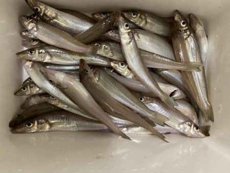 ちょい投げシロギスタの最多安打DAYS