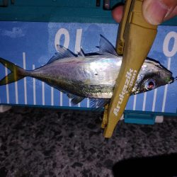 フロート　エギング