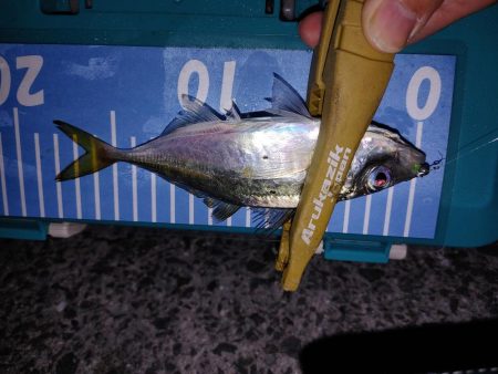 フロート　エギング