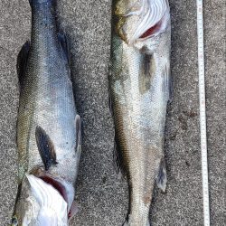 ４年ぶりの隠岐の島